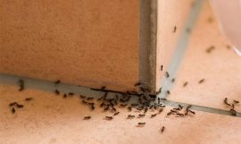 Formiche in casa, come eliminarle in maniera naturale